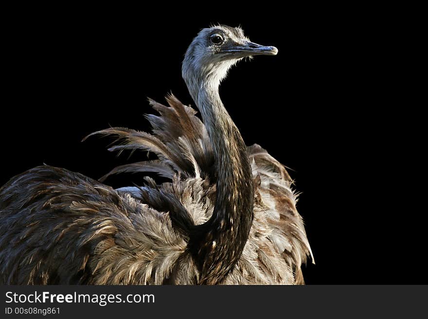 Ostrich partial view isolated on black background. Ostrich partial view isolated on black background