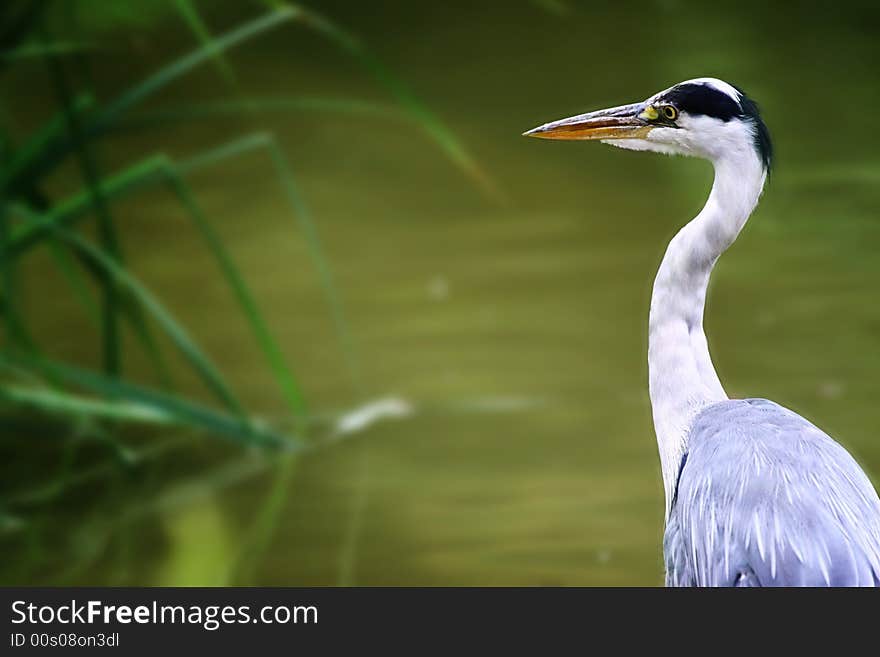 Heron fishing