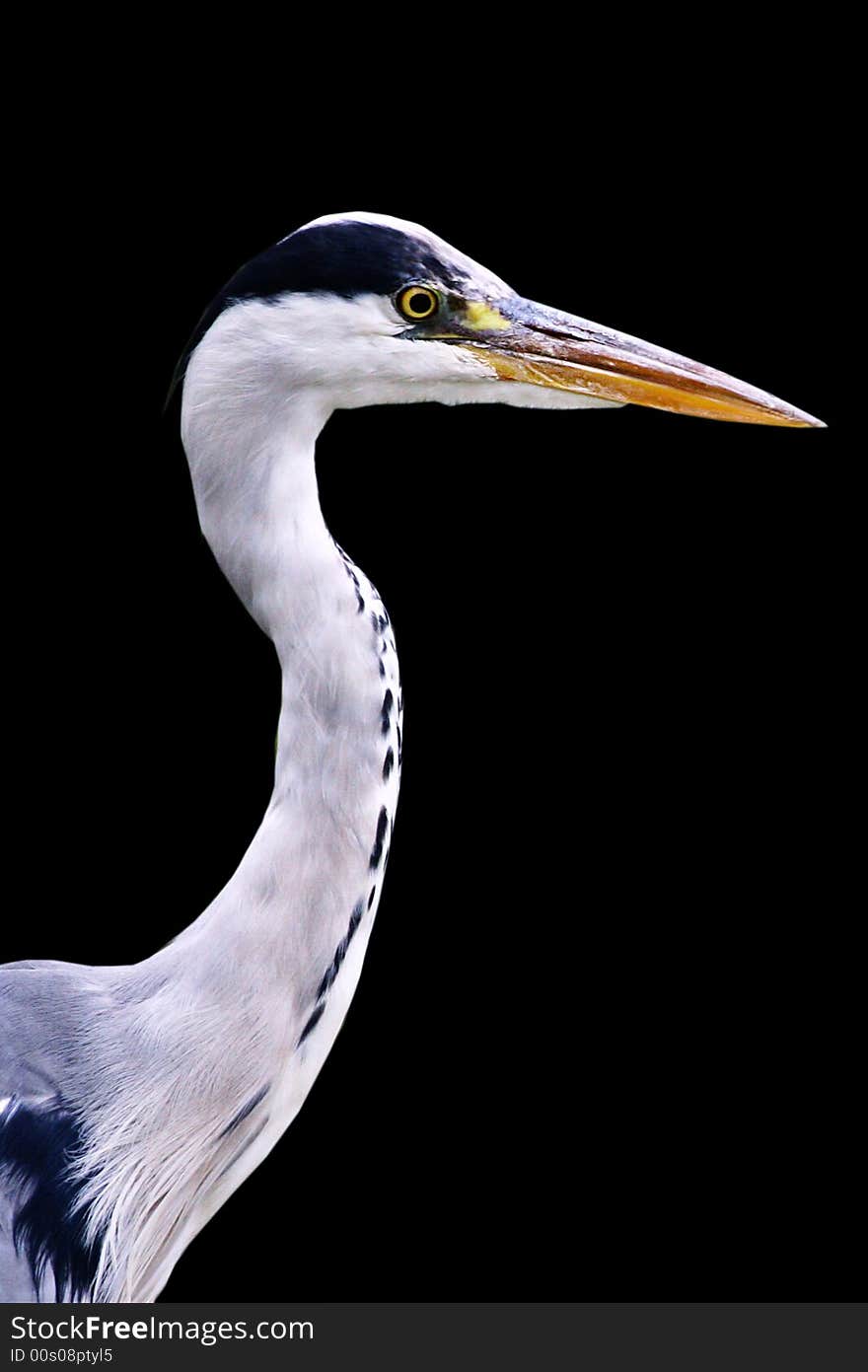 Young Heron close up view isolated on on black background