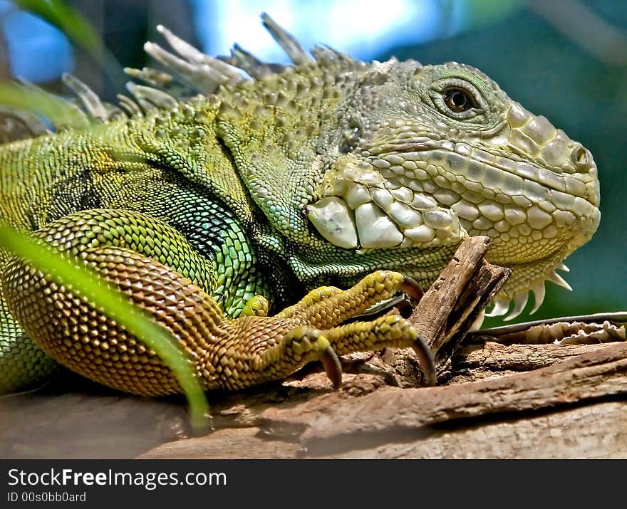 Green iguana 7