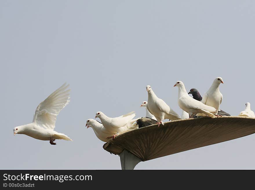 Flying doves with sky background