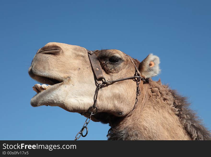 Close-up of a laughing camel (animal head), showing open mouth and teeth on a blue sky background.