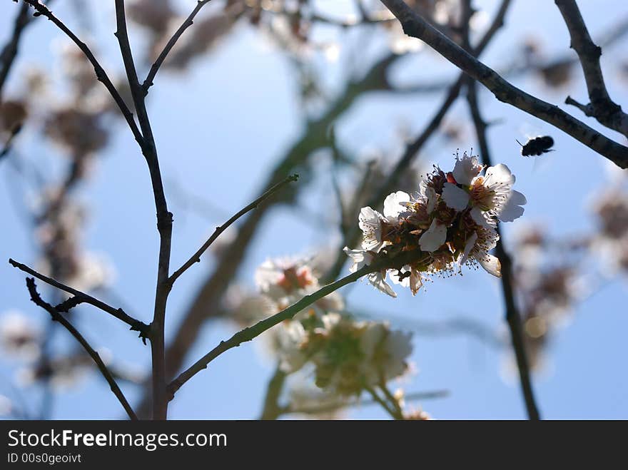 Blooming tree