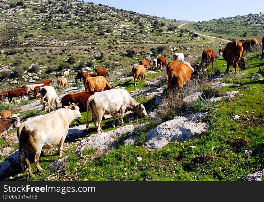 Cows grazing on hills at springtime. Cows grazing on hills at springtime