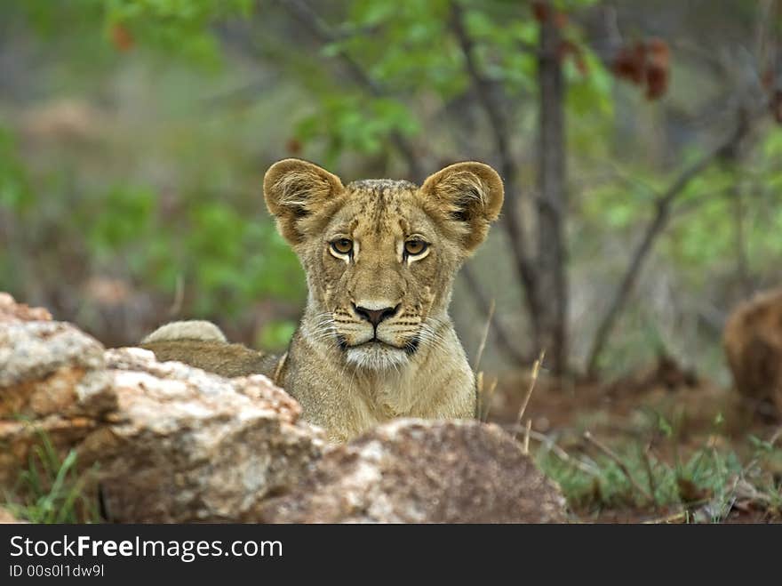 Lion Cub