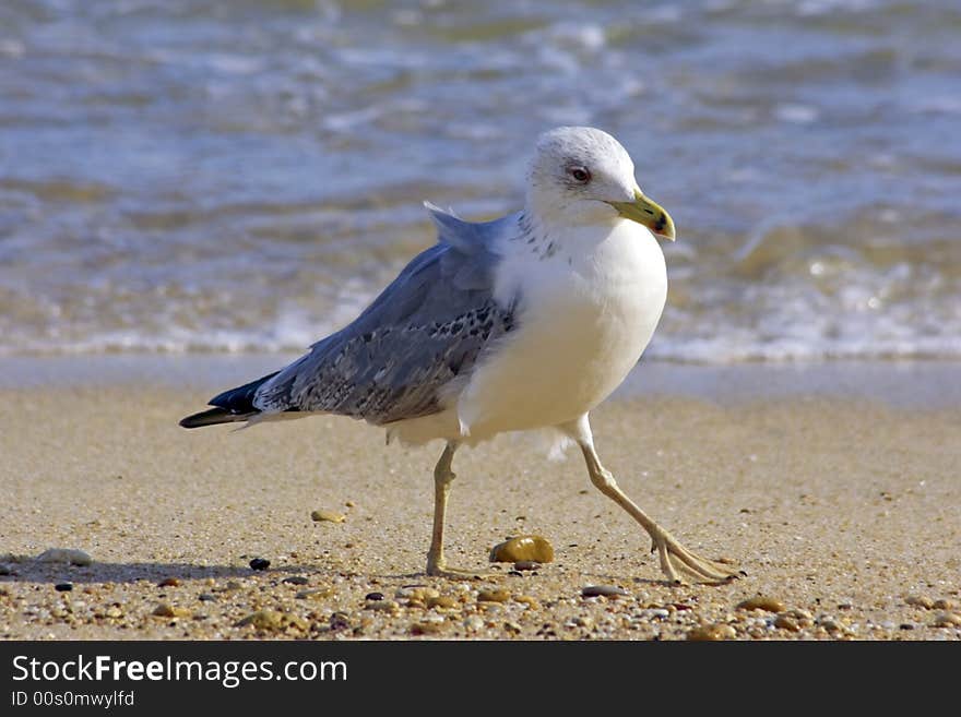 Seagull at the beach in Portugal