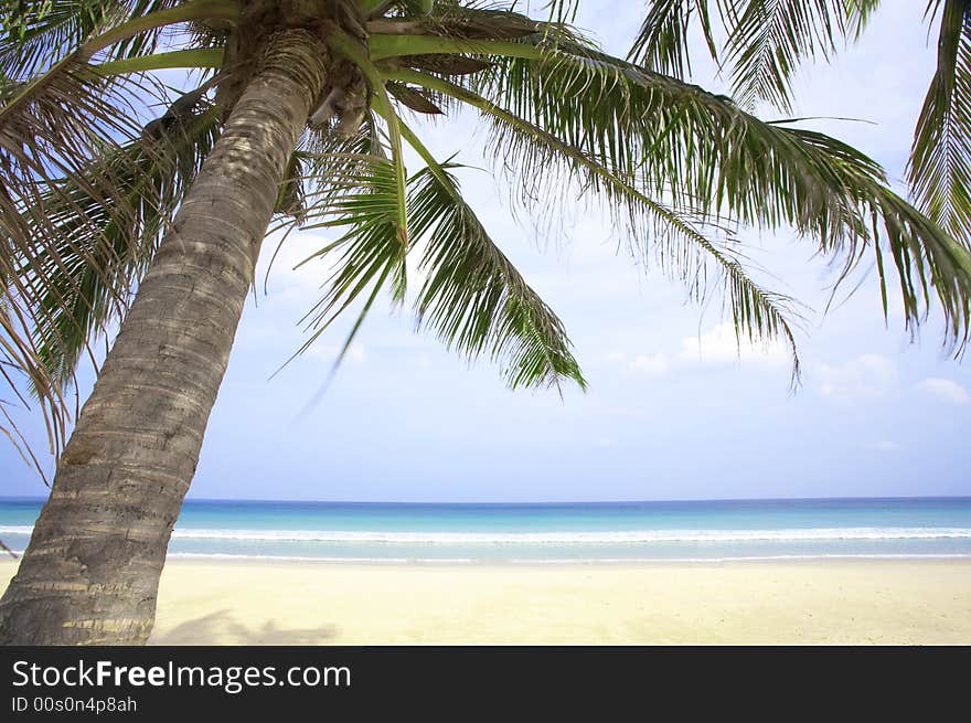 View of nice tropical empty sandy beach with some palm. View of nice tropical empty sandy beach with some palm