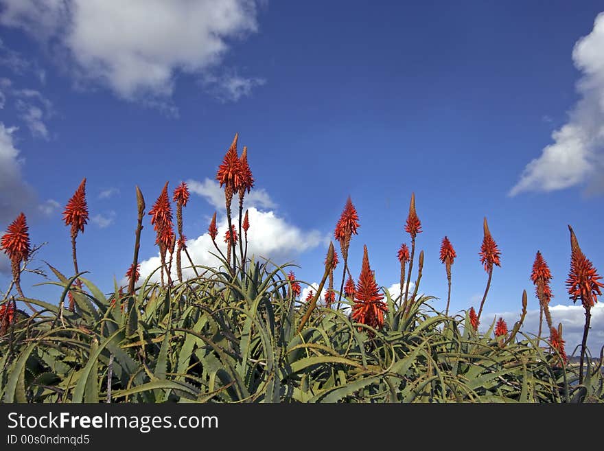 Red wild flowers in Portugal