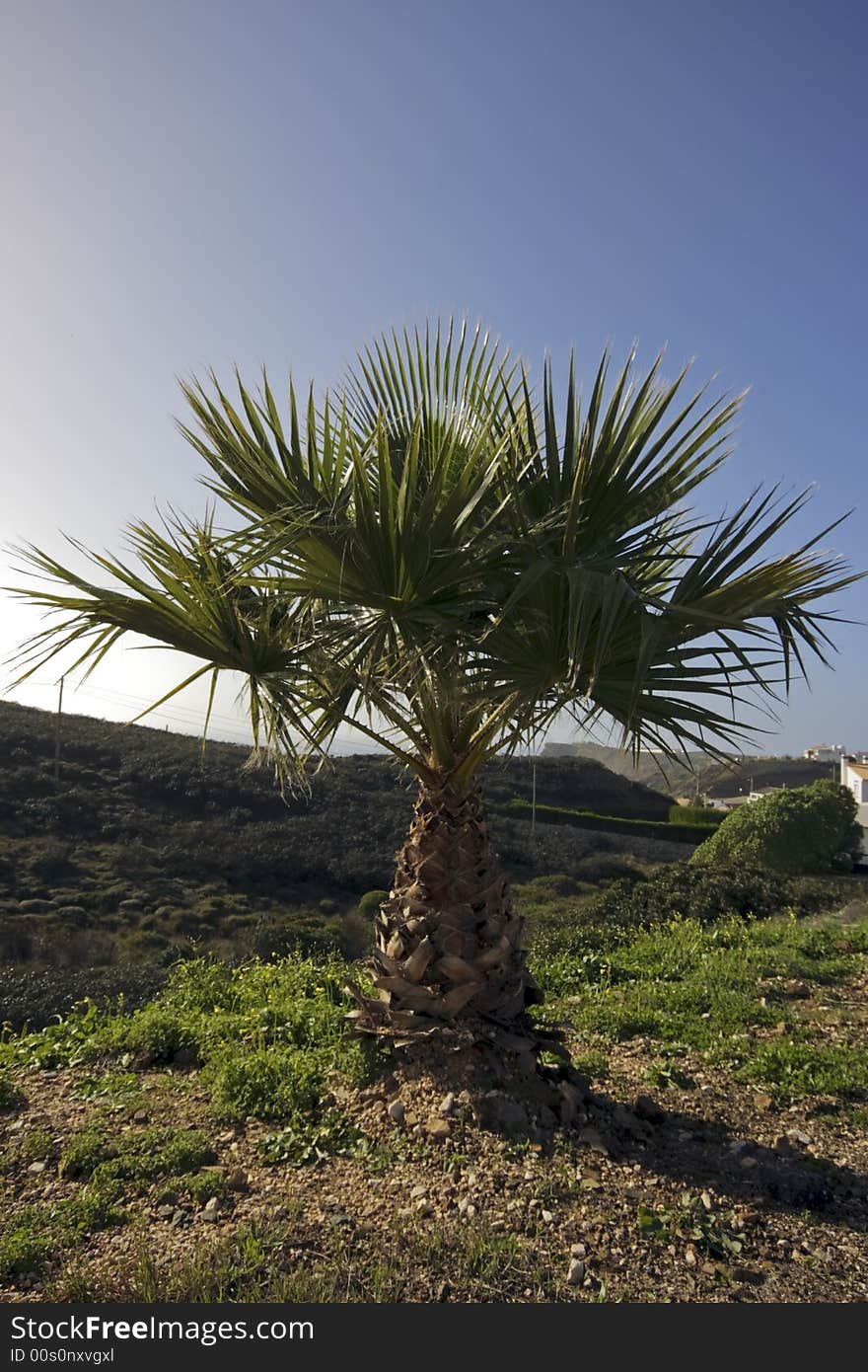 Palmtree In The Fields Of Portugal