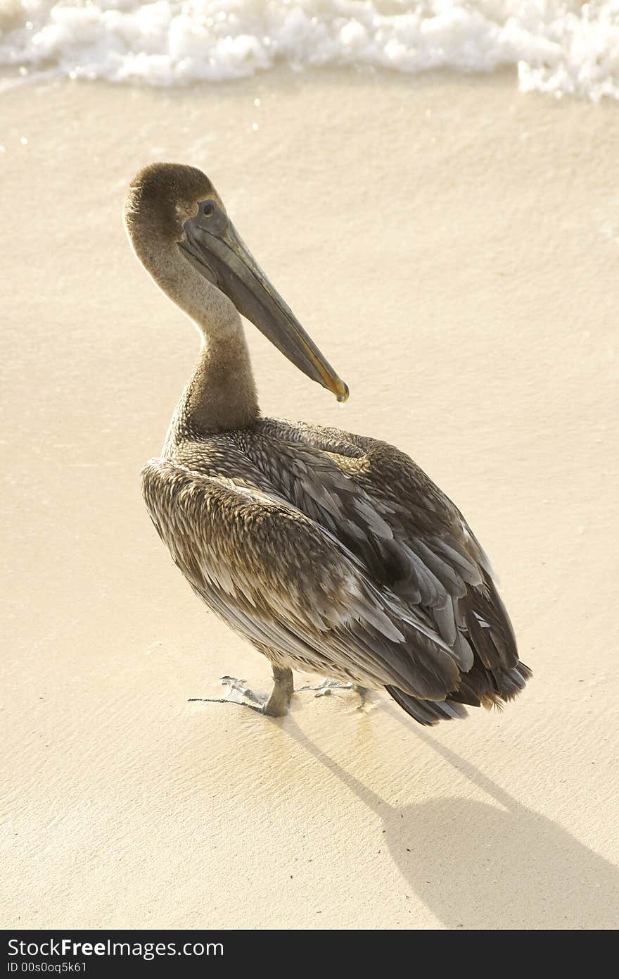 Pelican profile