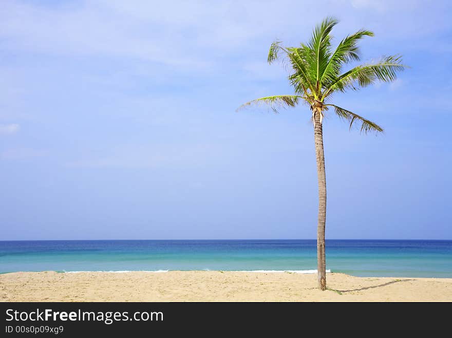 View of nice tropical empty sandy beach with some palm. View of nice tropical empty sandy beach with some palm