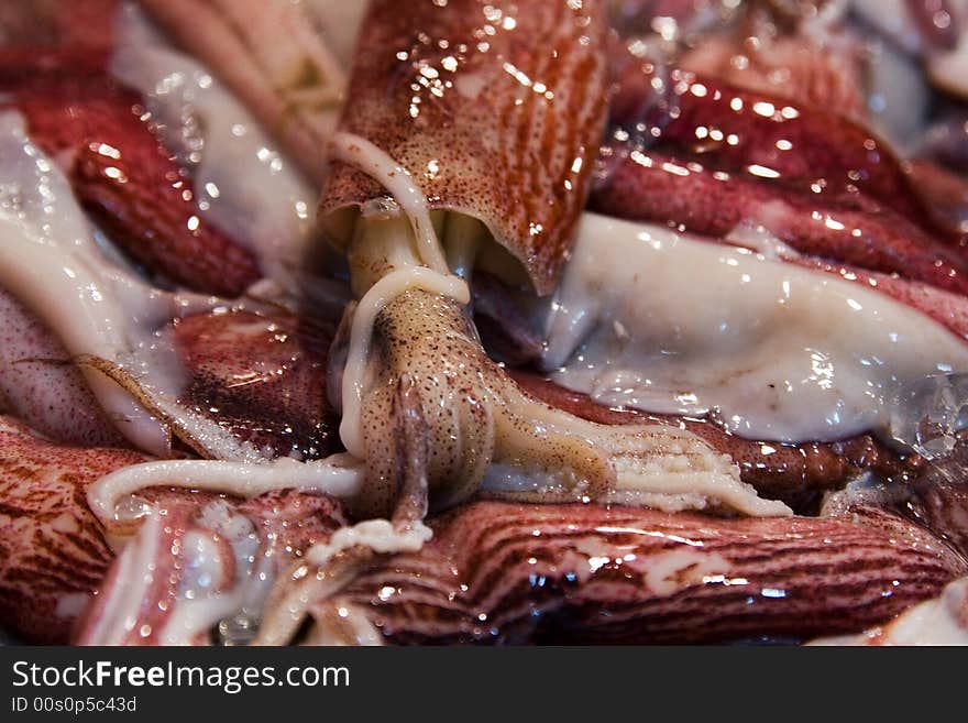 Squids (close-up)