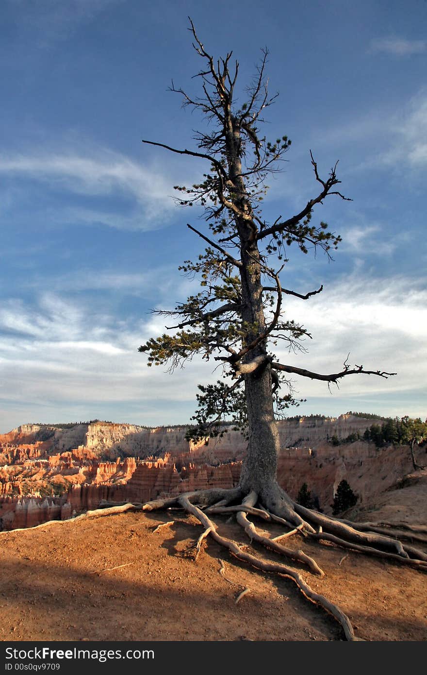 Tree at edge of cliff in Bryce Canyon