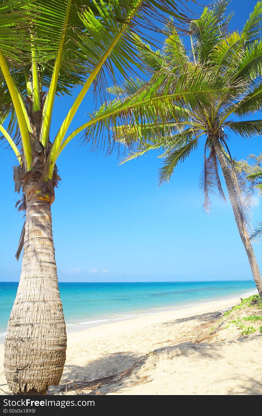 View of nice tropical empty sandy beach with some palm. View of nice tropical empty sandy beach with some palm