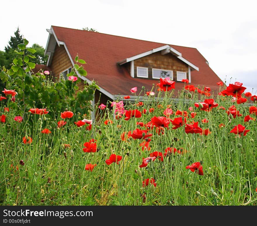 Red flowers/red farm house. Red flowers/red farm house