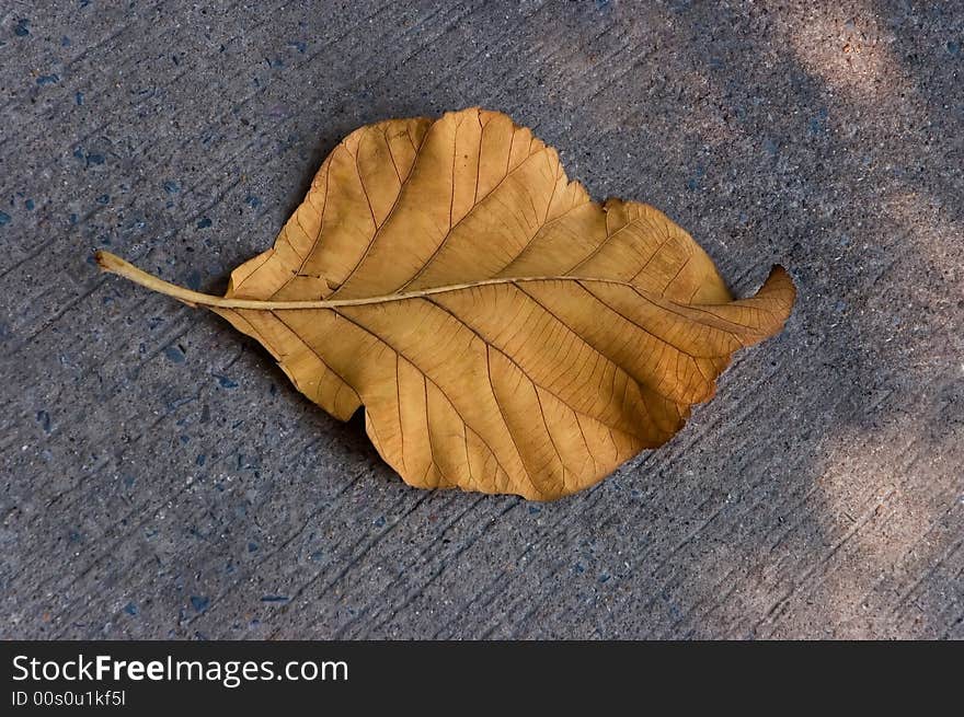 Big yellow leaf that has fallen to ground. Big yellow leaf that has fallen to ground