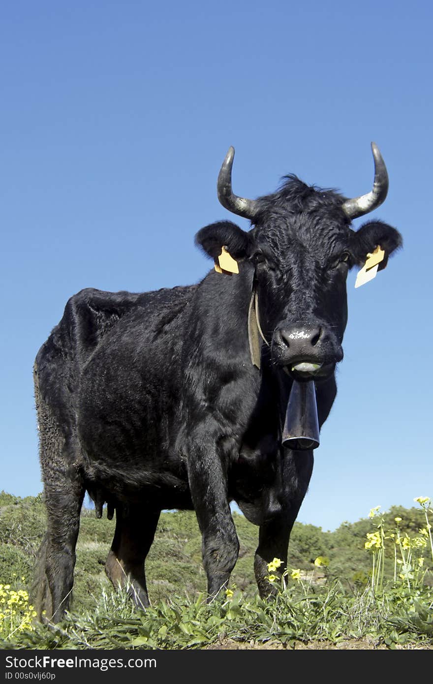 Cow in the fields from Portugal against a blue sky