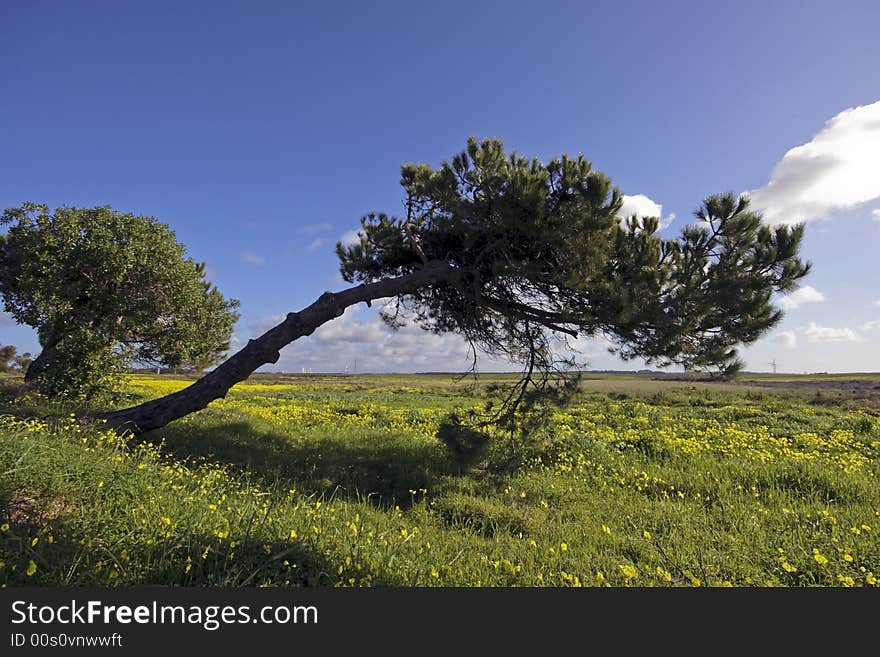 Typical Alentejo landscape in Portugal