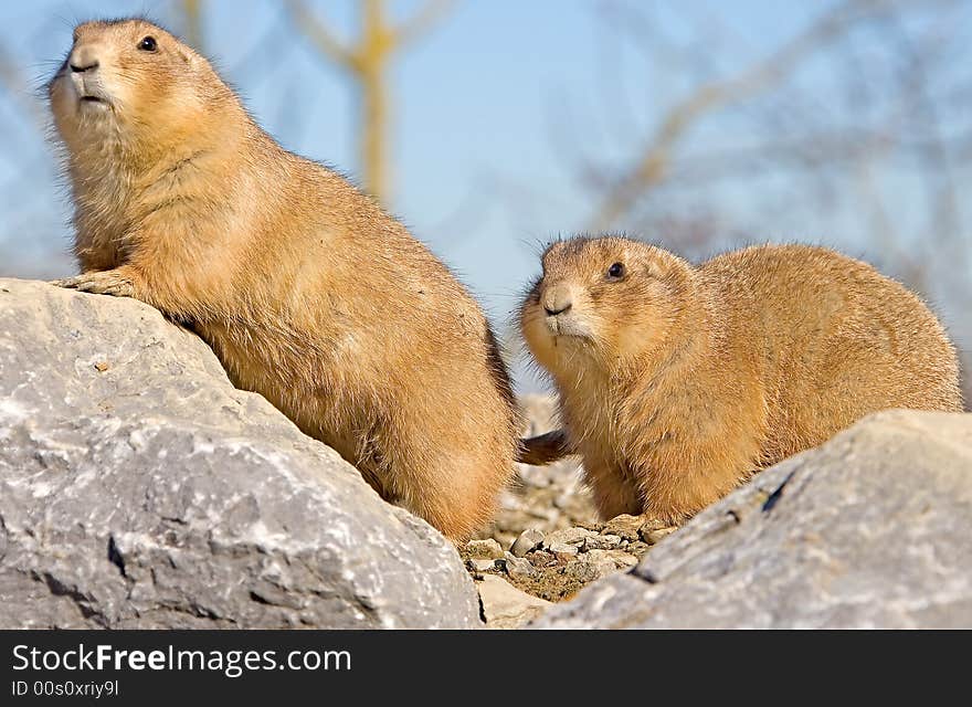 Couple of nice prairie dogs. Couple of nice prairie dogs