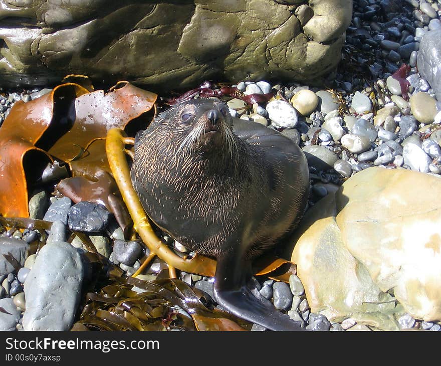 Fur Seal on the coast near Kaikourra in New Zealand.