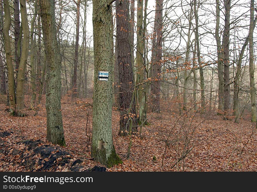 Touristic path-mark in the forest, europe, Poland