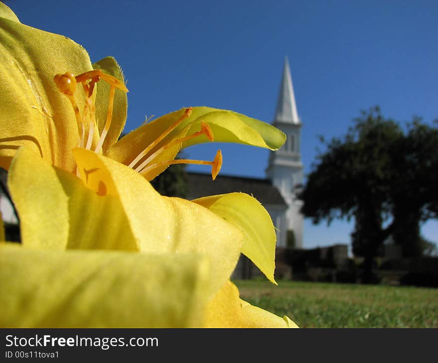 Yellow flower and church