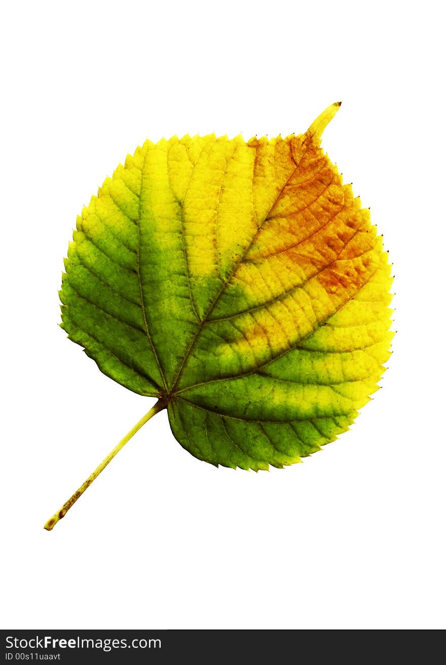 Autumn leaf on a white background. Autumn leaf on a white background