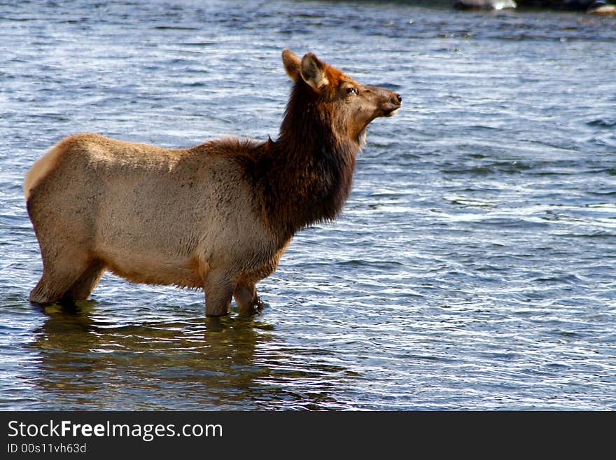 Cow elk crossing Salmon River in winter, february in Idaho. Cow elk crossing Salmon River in winter, february in Idaho