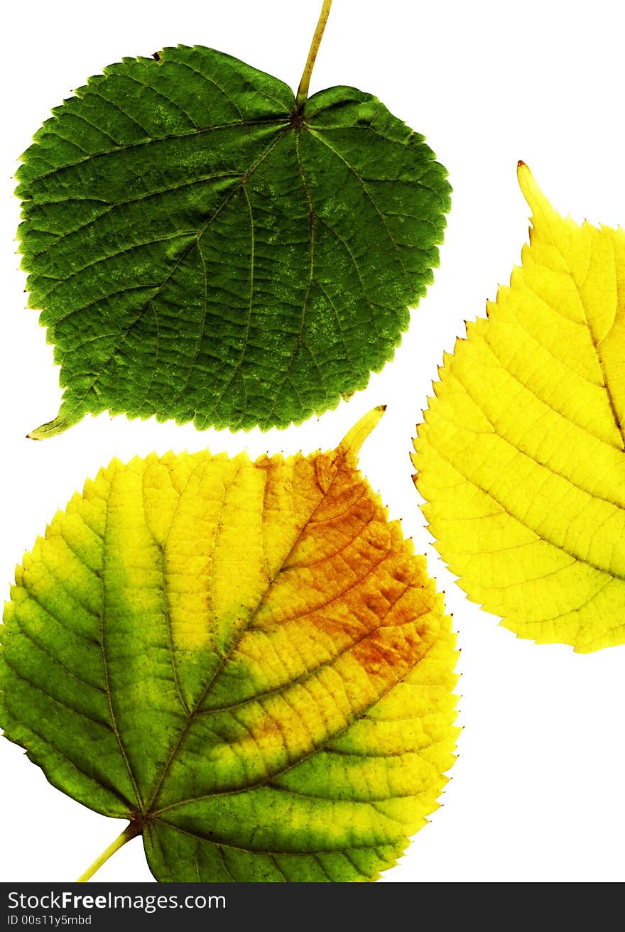 Autumn leaves on a white background. Autumn leaves on a white background