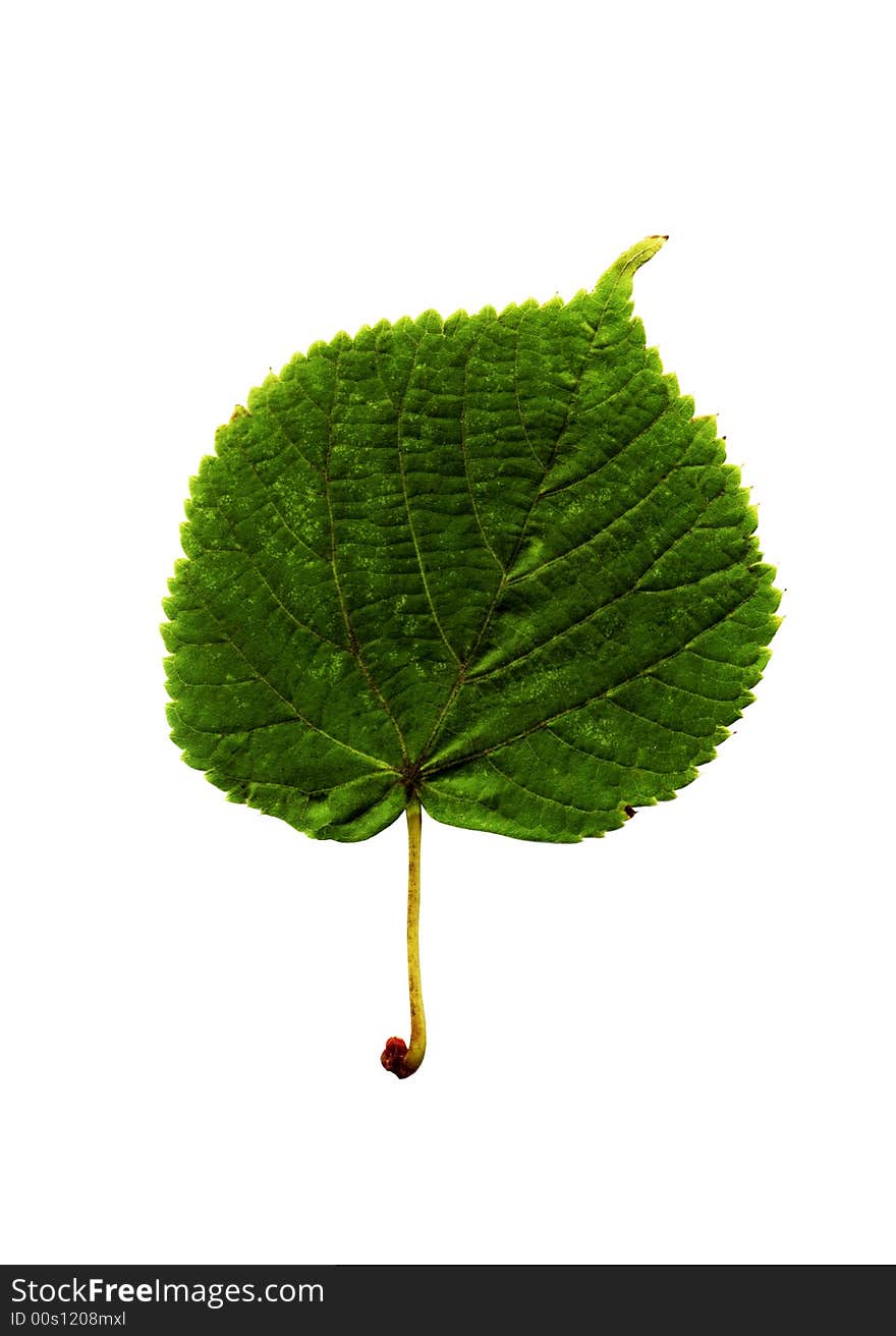 Autumn leaf on a white background. Autumn leaf on a white background