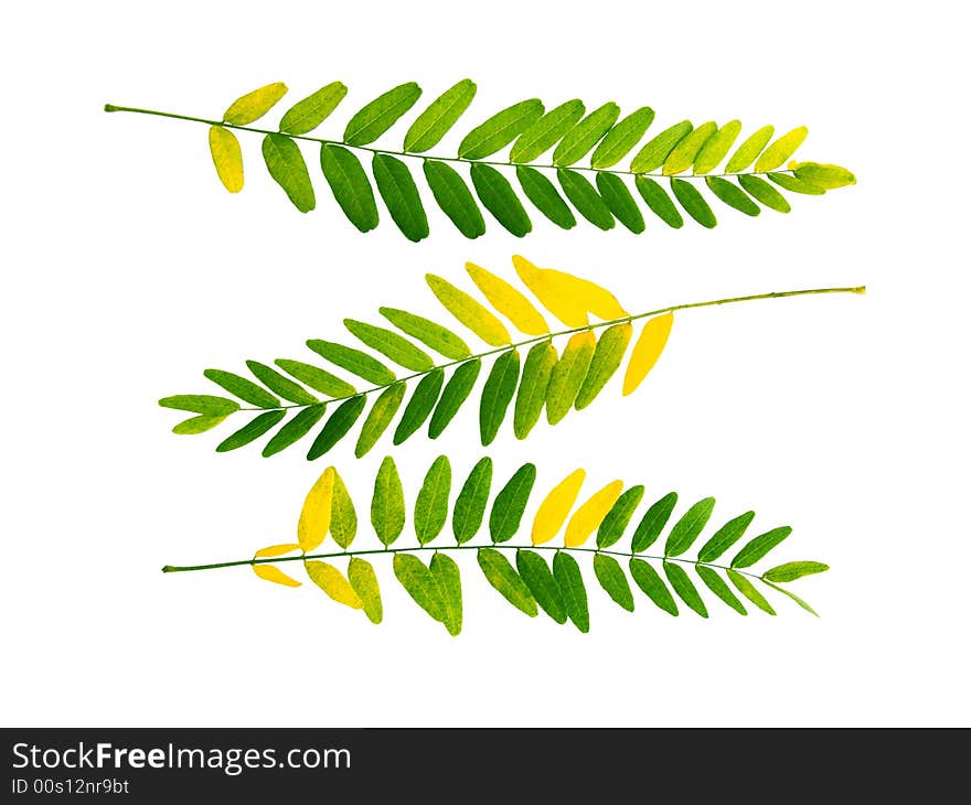 Autumn leaves on a white background. Autumn leaves on a white background