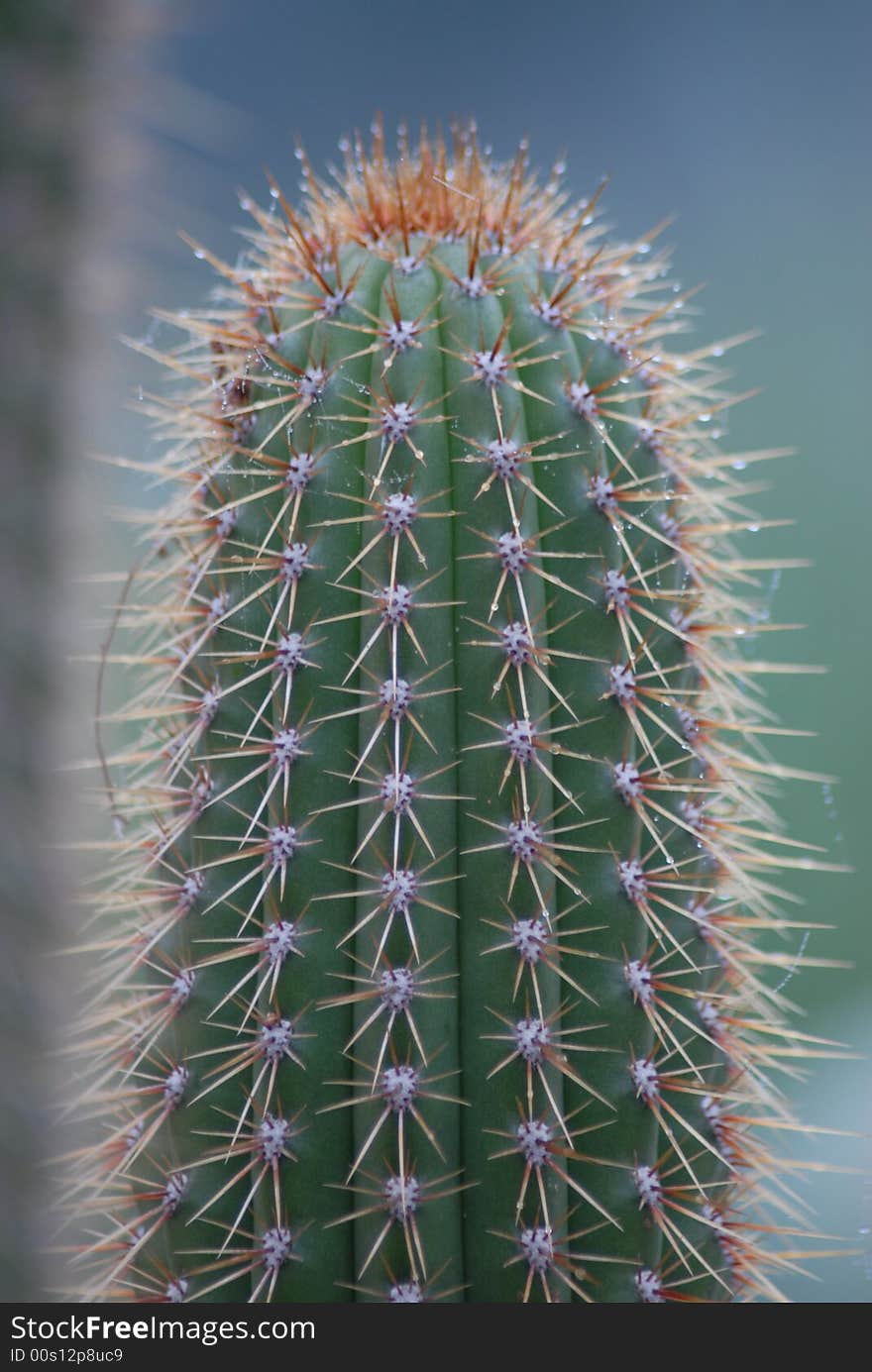 Cactus plant full of painful thorns. Cactus plant full of painful thorns