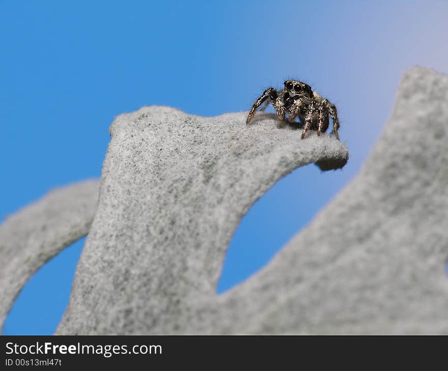 Spider On Mount Everest