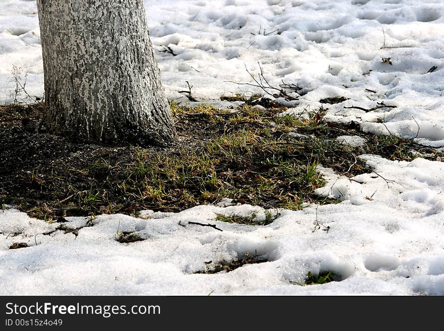 Growing Grass And Thawing Snow