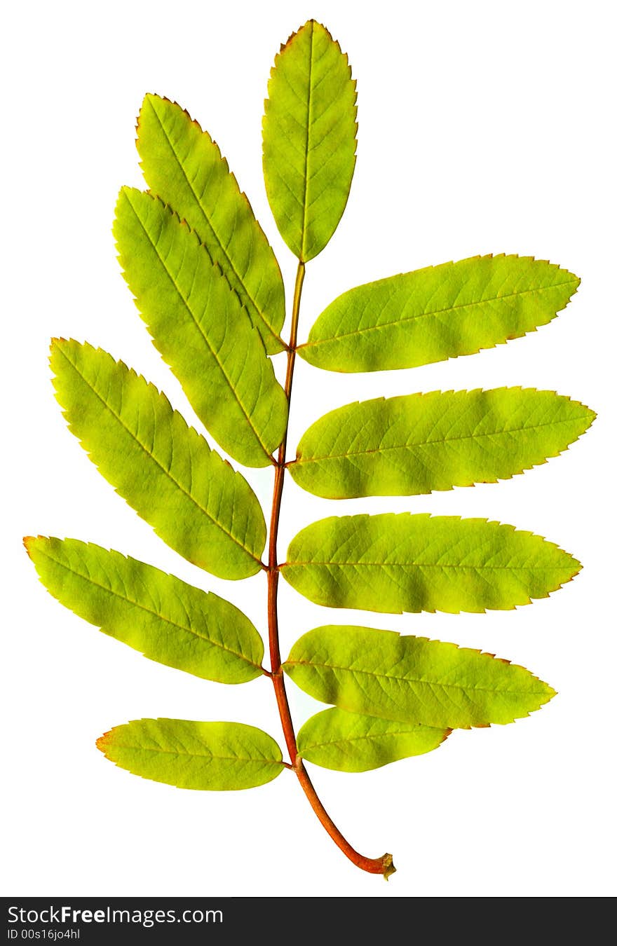 Autumn leaf on a white background