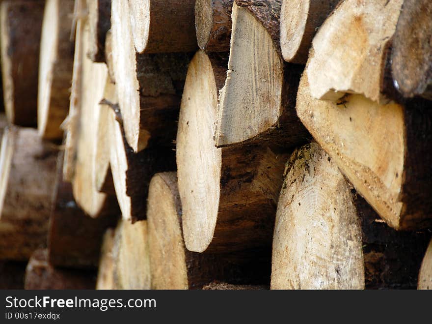 A lot of pile of wood in forest. A lot of pile of wood in forest