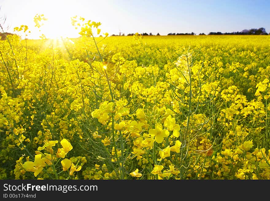 Flowers