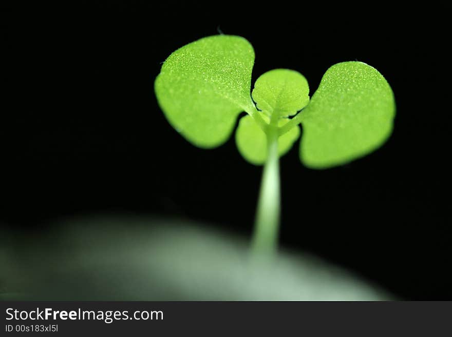 Green sprout growing in spring. Green sprout growing in spring