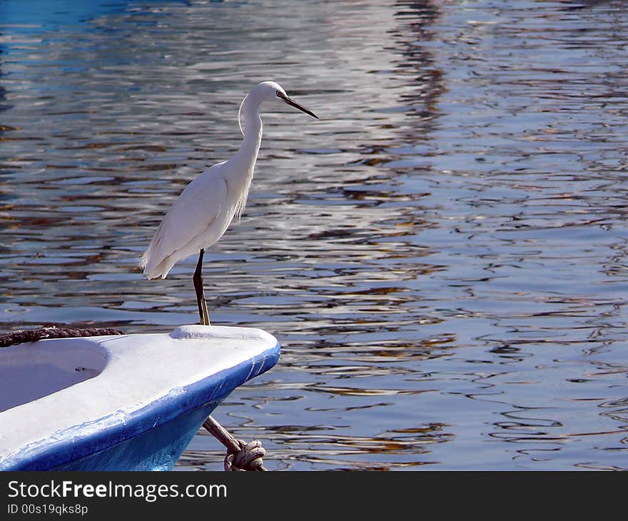 White heron standing on boat on background of water