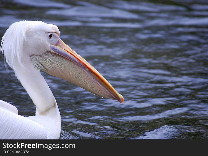 The Pelican