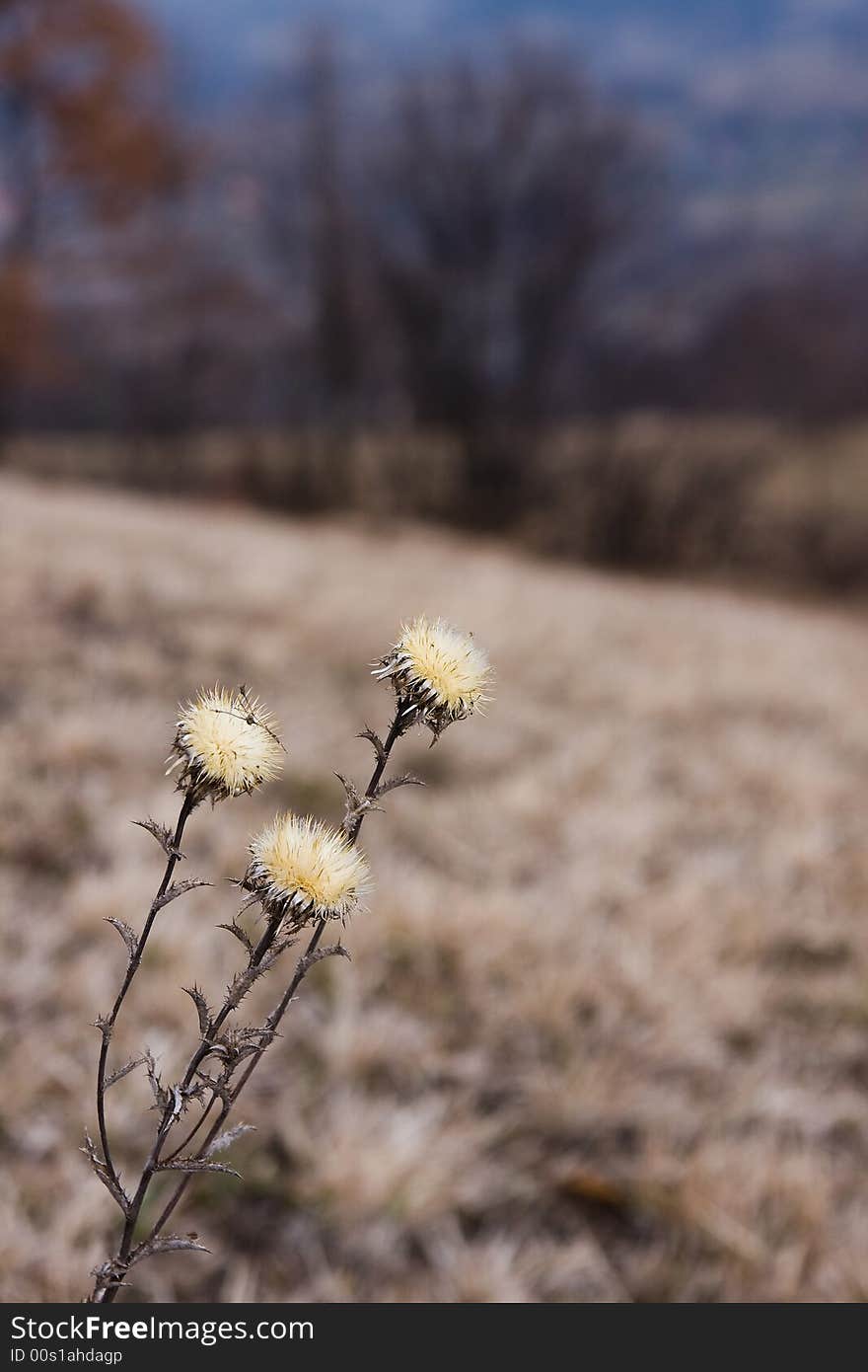 Dry plant stem