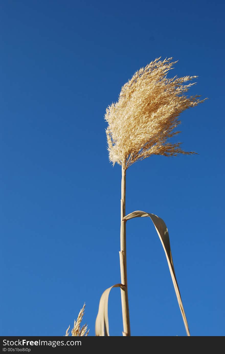 Cane on a background of the blue sky. Cane on a background of the blue sky