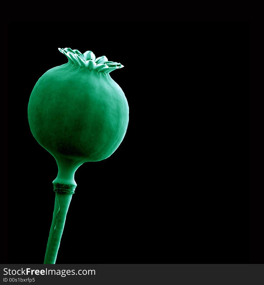 Isolated green poppy pod on a solid black background