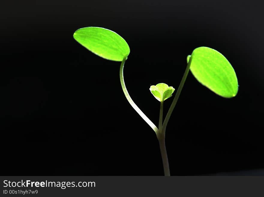 Green sprout growing in spring. Green sprout growing in spring