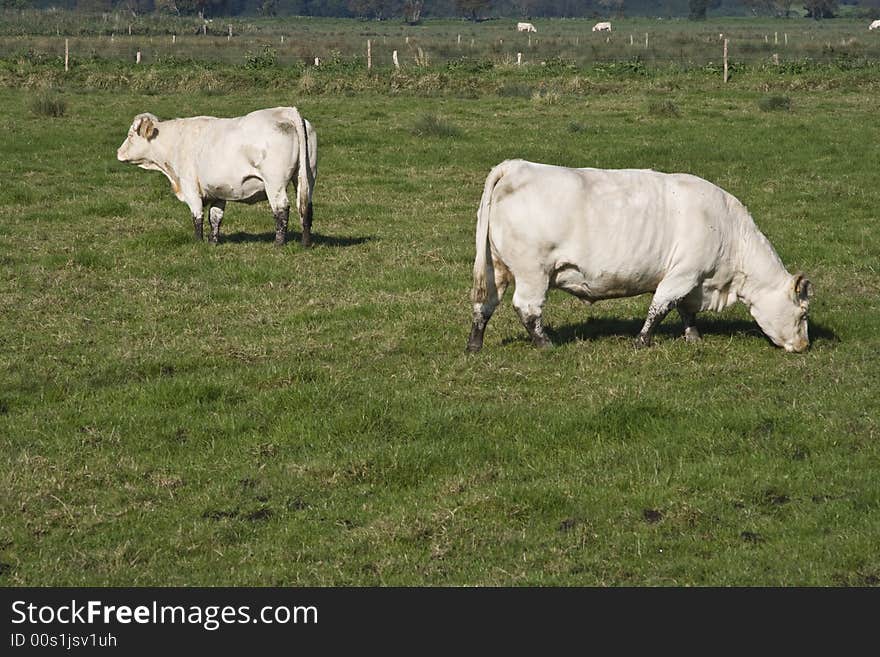 Cow out in the pasture