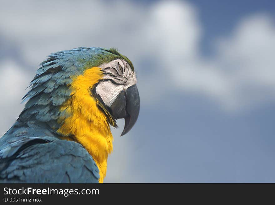 Parrot profile