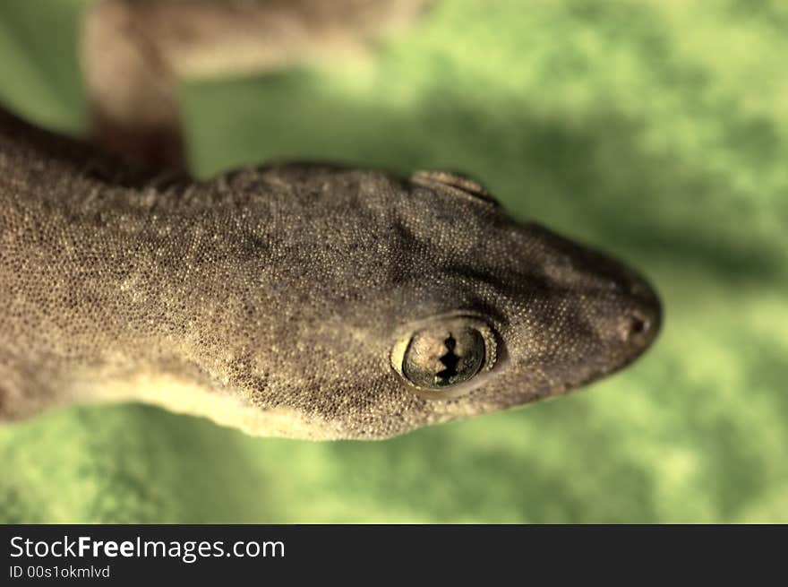 House Gecko Resting On A Leaf