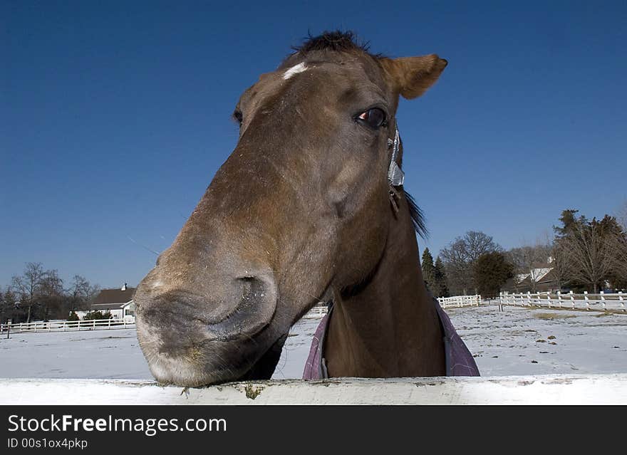 Horse- closest human being friend