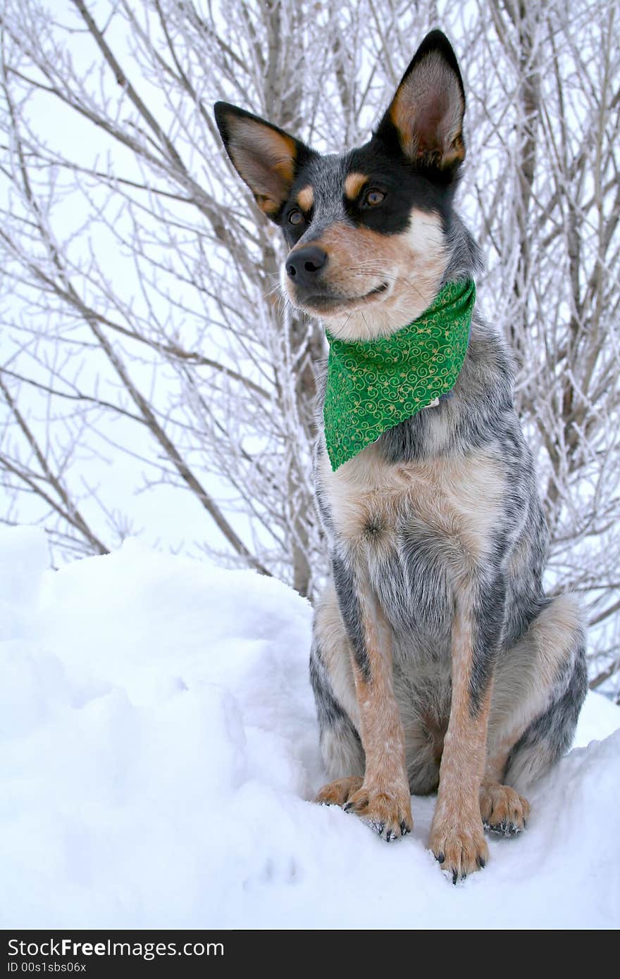 Blue Heeler puppy sporting green bandanna while on top of large snow drift. Blue Heeler puppy sporting green bandanna while on top of large snow drift