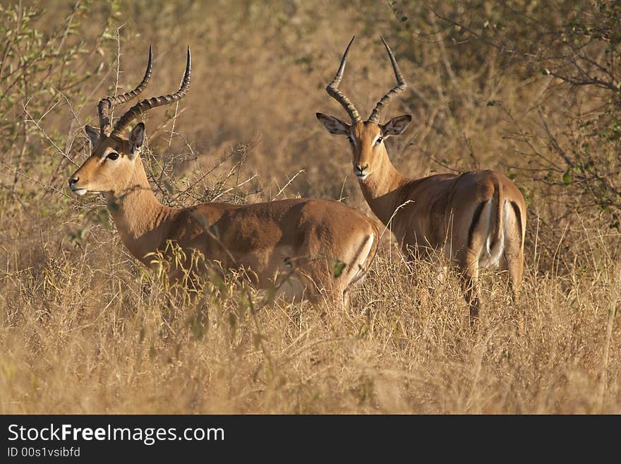 Impala Rams On Alert In Typical Bushveld